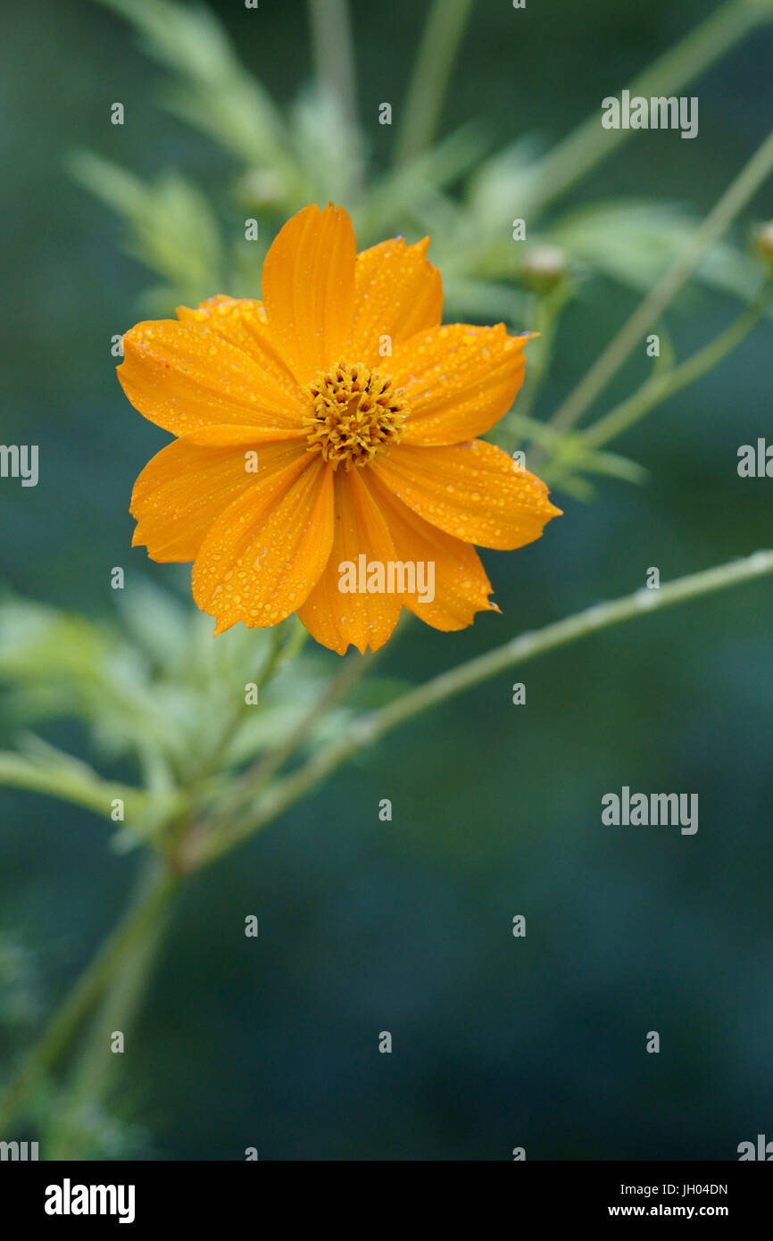 Blume, Cosmos Blume, Vale do Paty, Chapada Diamantina, Bahia, Brasilien Stockfoto