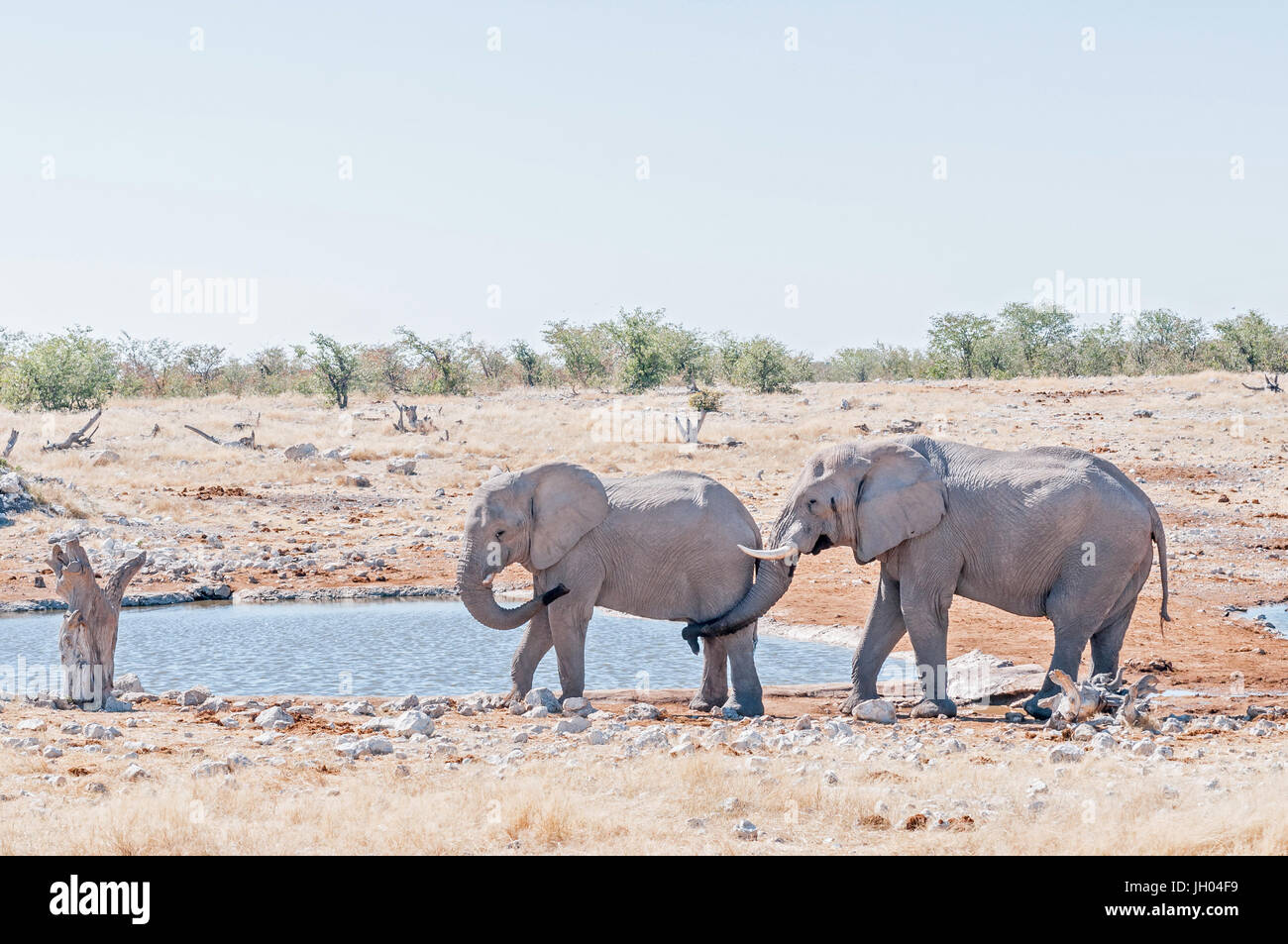 Seltsame Elefanten Verhalten - ein afrikanischer Elefant, Loxodonta Africana, berühren die Genitalien des anderen Elefant mit seinem Rüssel an einer Wasserstelle in Northe Stockfoto