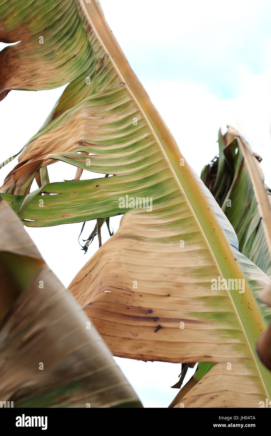 Frost beschädigt Ensete Ventricosum verlässt abessinische Banane Palm auf weißen Hintergrund isoliert Stockfoto