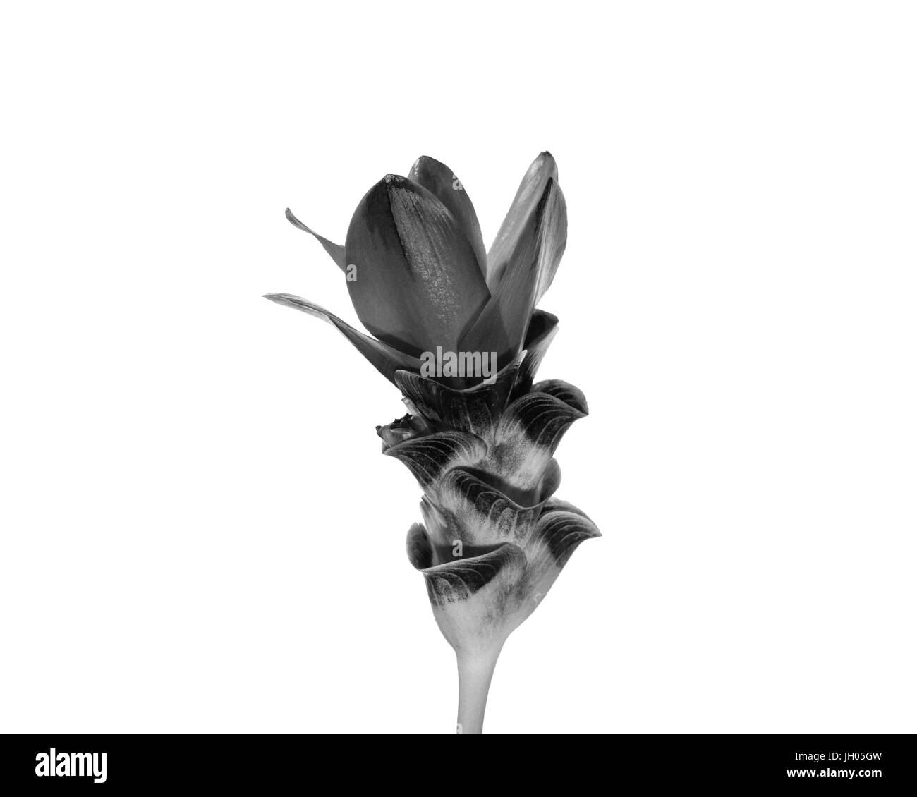 Blumen, isoliert. schwarz / weiß Stockfoto