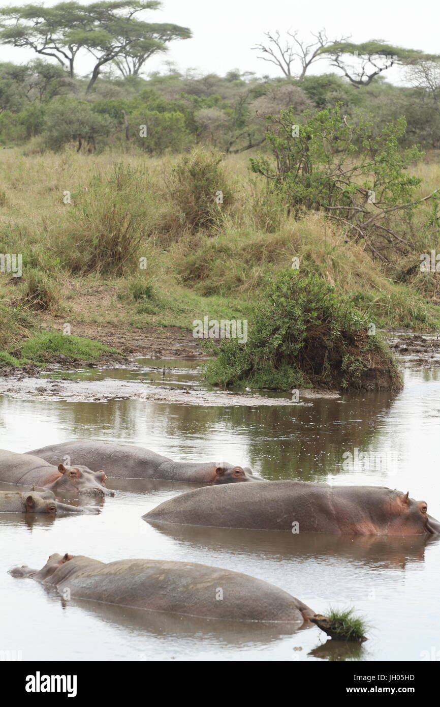 Nilpferd im Wasser Stockfoto