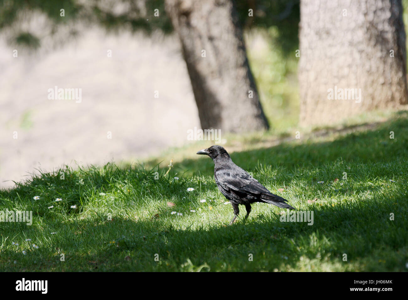 Park, Krähe, Parc des Glacières, US-Billancourt, Hauts-de-Seine (92), Île-de-France, Frankreich Stockfoto