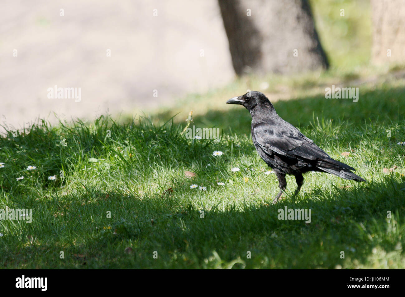 Park, Krähe, Parc des Glacières, US-Billancourt, Hauts-de-Seine (92), Île-de-France, Frankreich Stockfoto