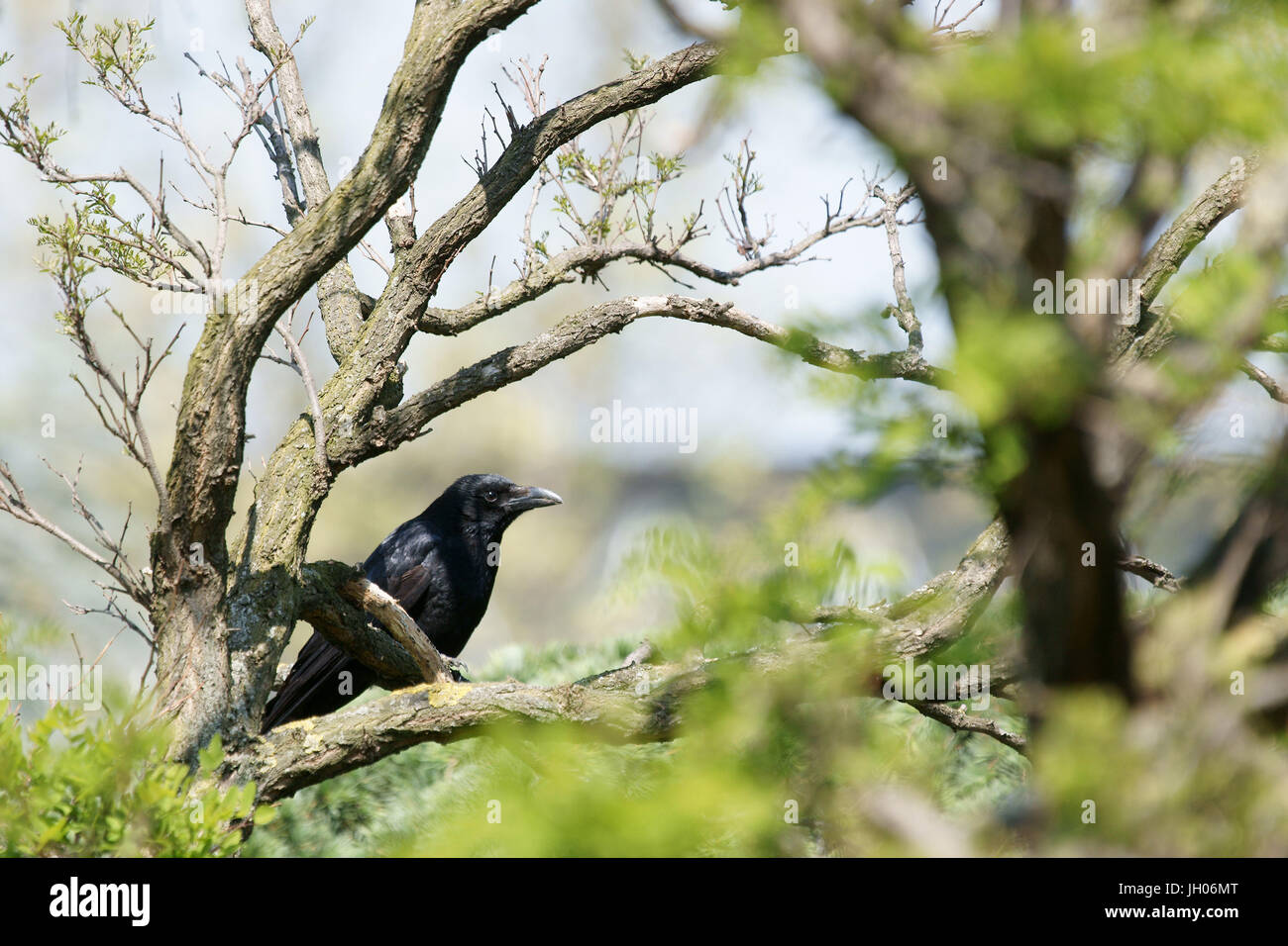 Park, Krähe, Parc des Glacières, US-Billancourt, Hauts-de-Seine (92), Île-de-France, Frankreich Stockfoto