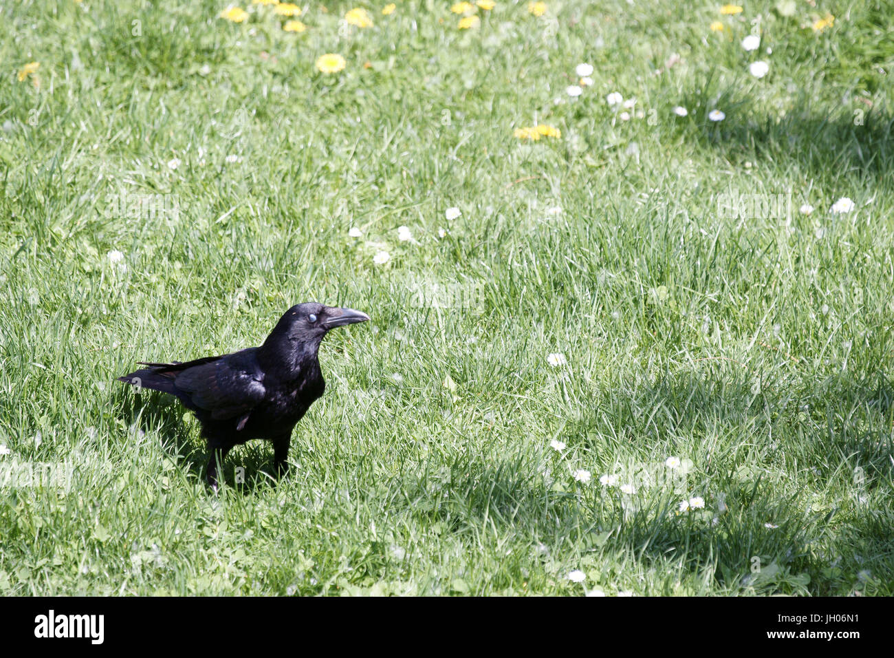 Park, Krähe, Parc des Glacières, US-Billancourt, Hauts-de-Seine (92), Île-de-France, Frankreich Stockfoto