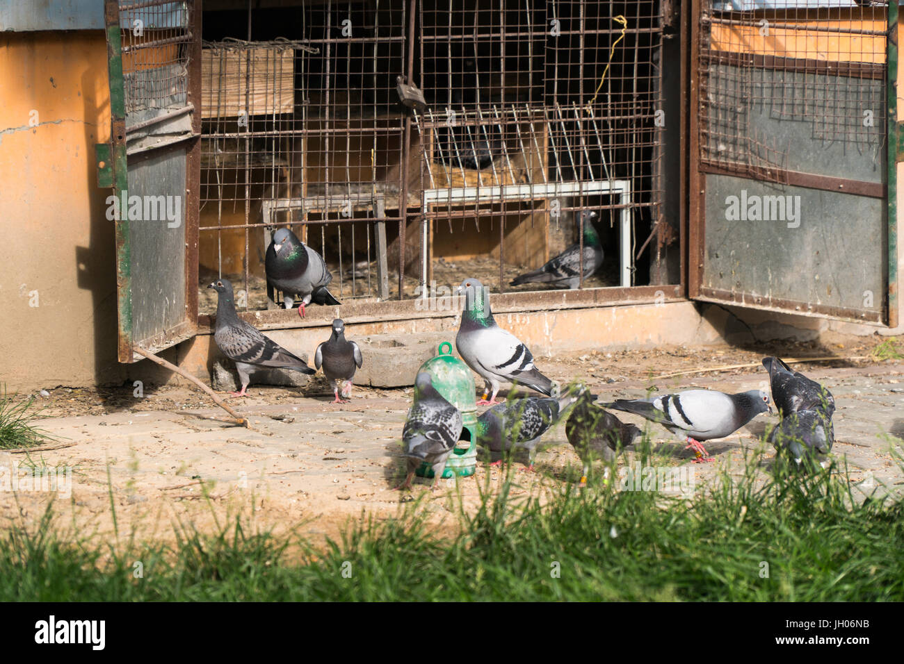 Herde von Tauben füttern und tummeln sich vor ihren Haus/Käfig, der an der Basis eines Mehrfamilienhauses in der Vorstadt von Urumqi, China ist. Stockfoto Herde von Tauben füttern und tummeln sich vor ihren Haus/Käfig, der an der Basis eines Mehrfamilienhauses in der Vorstadt von Urumqi, China ist. Stockfoto