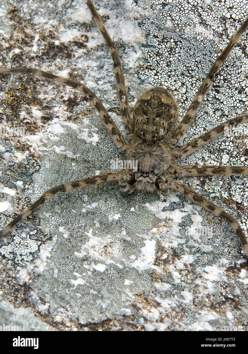 Spinne, Natur, Serra do Mar State Park, Núcleo Santa Virgínia, São Paulo, Brasilien Stockfoto