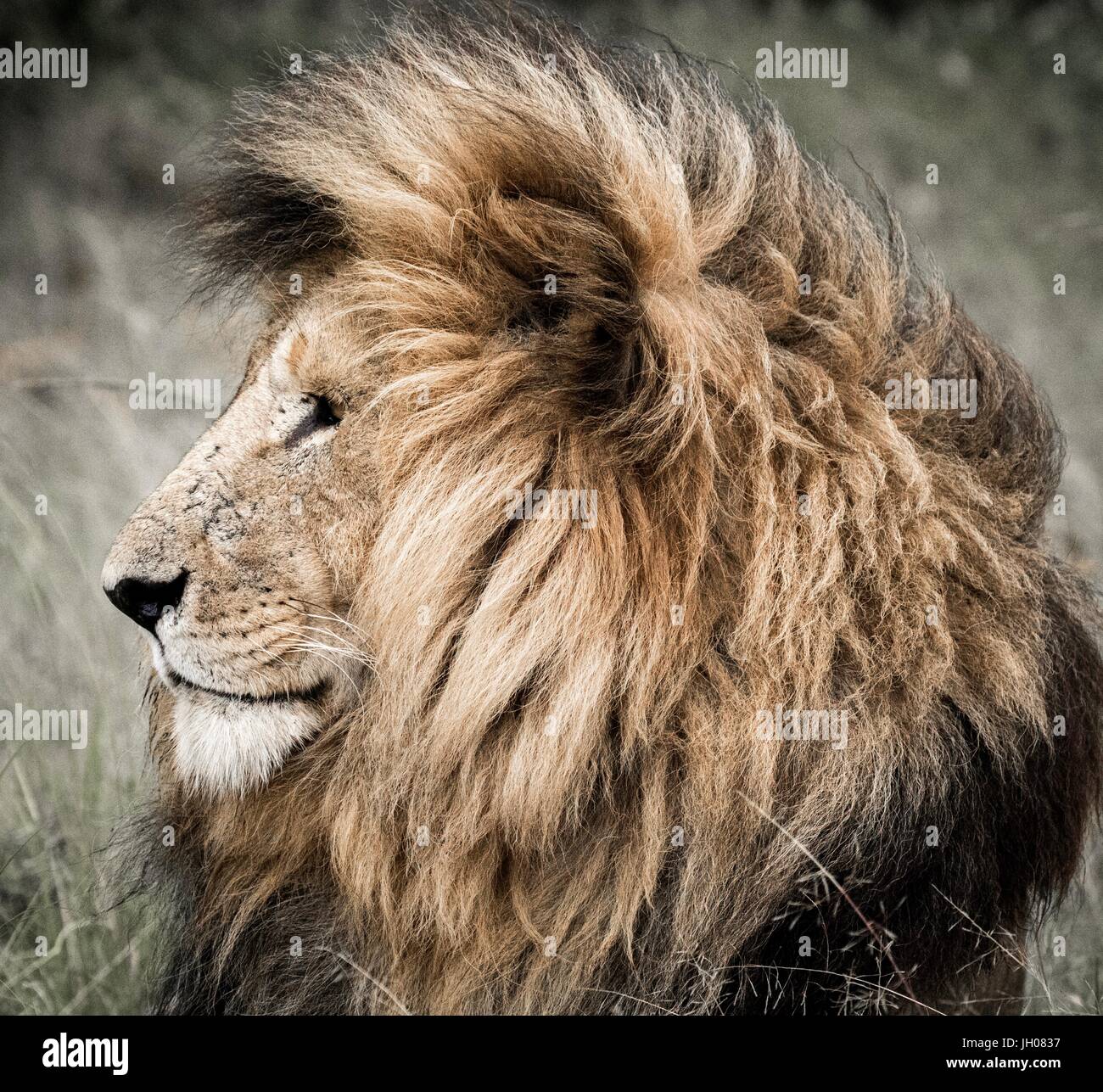 Schöne afrikanische Tierwelt Stockfoto