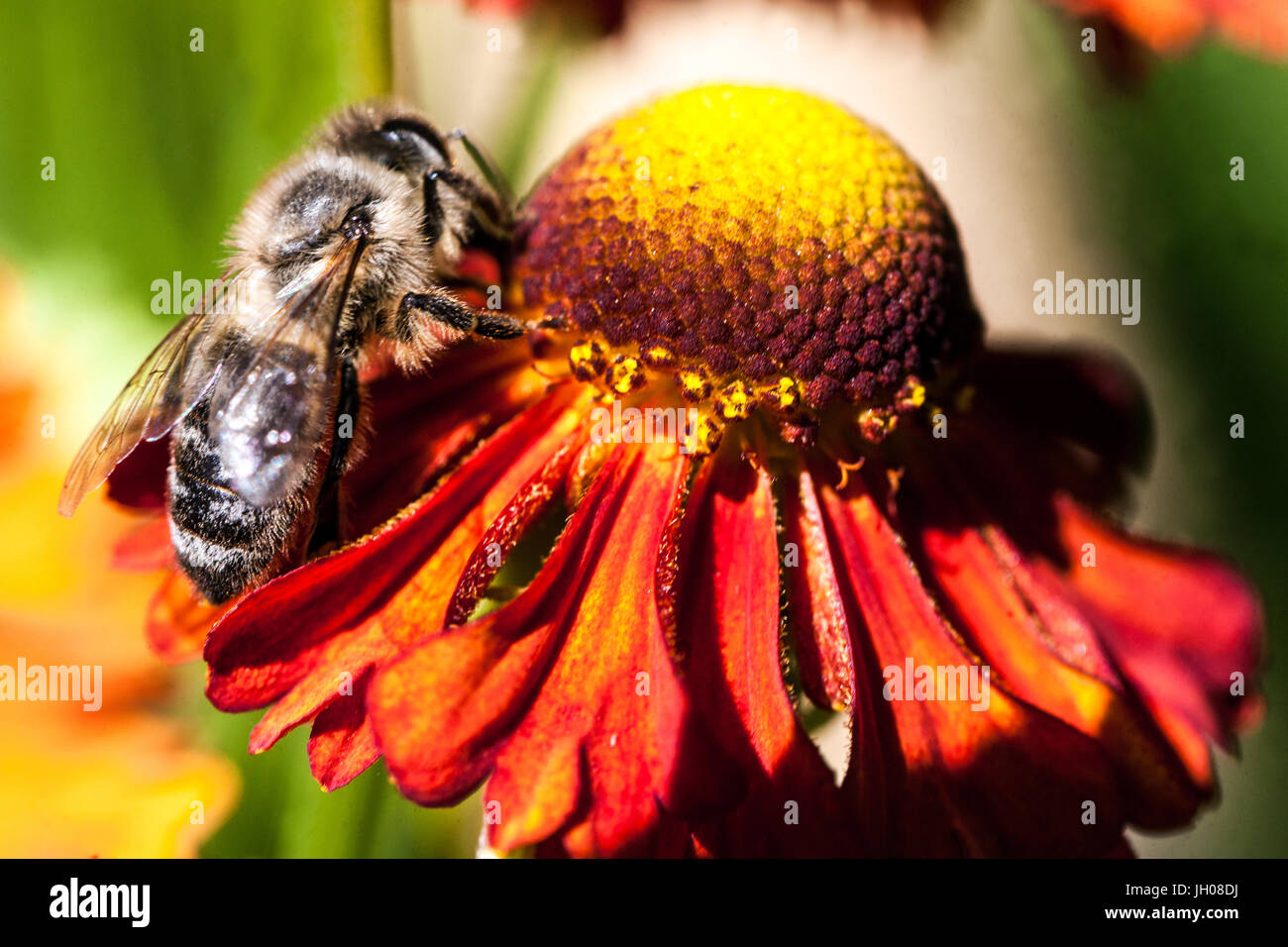 Honigbiene auf Blüte Nahaufnahme Helenium 'Flammenrad', Europäische APIs mellifera Bestäubung Helens Blume, Sammeln von Nektar Fütterung Stockfoto
