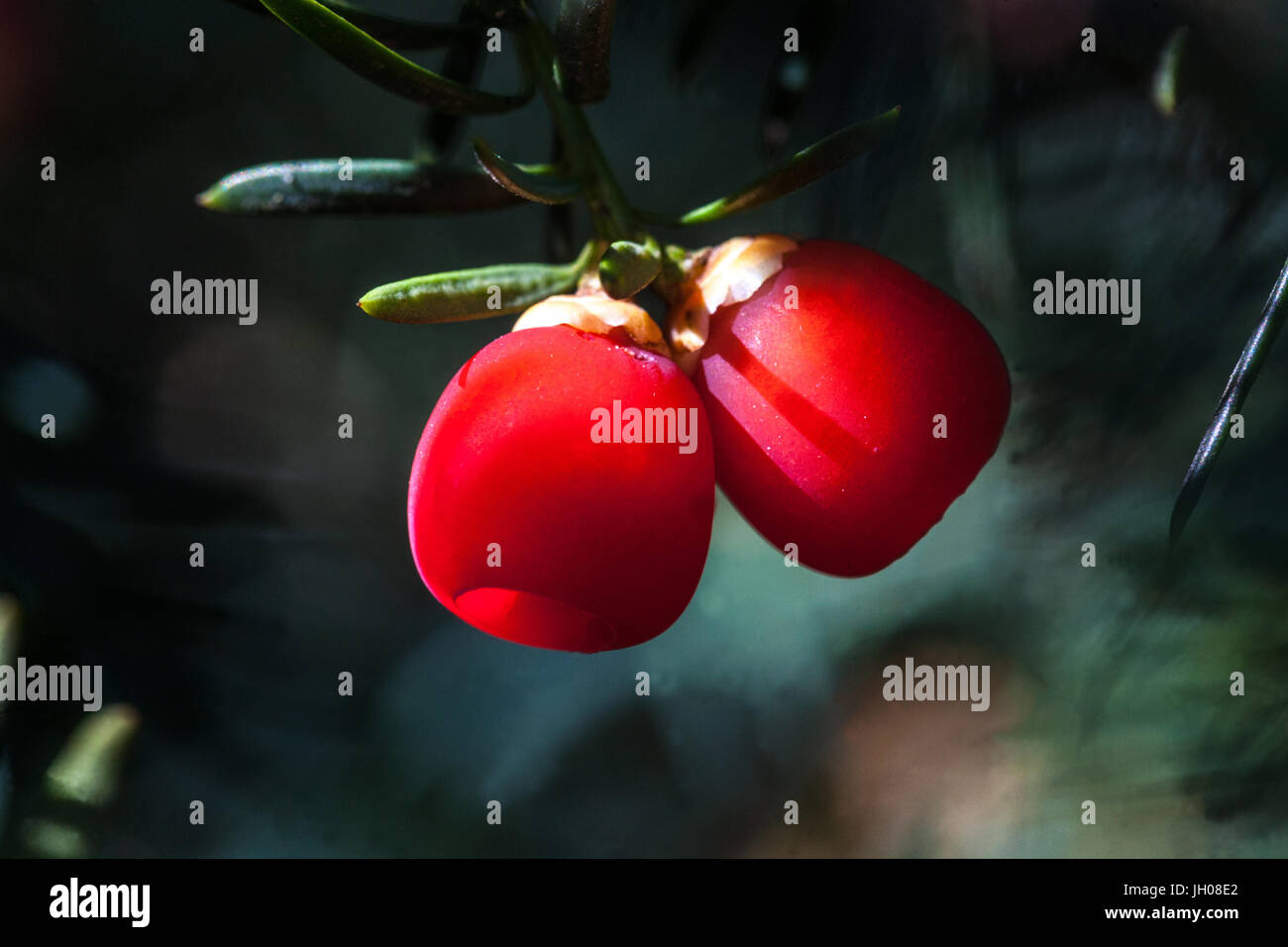 Taxus baccata Beeren, Eibe Stockfoto