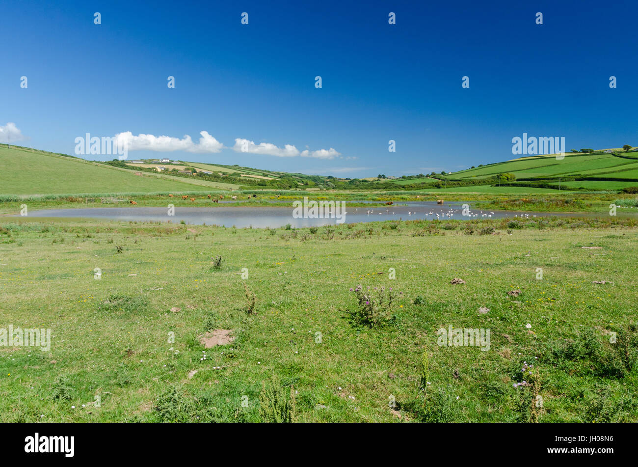 Seevögel und Kühen Teilen Wasser Pools in South Milton Sands im Thurlestone, South Hams, Devon Stockfoto