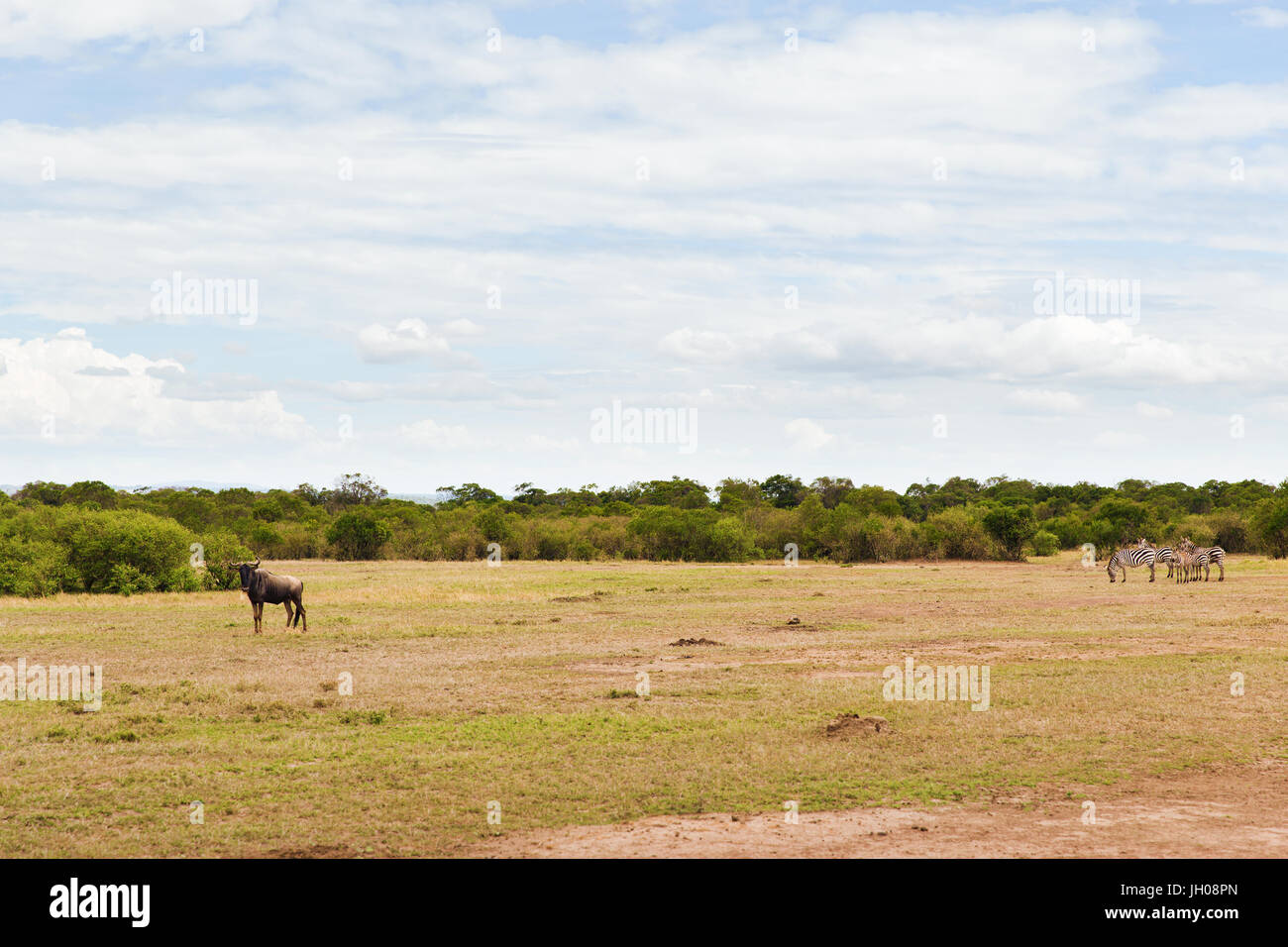 Gruppe von Herbivoren Tiere in der Savanne in Afrika Stockfoto