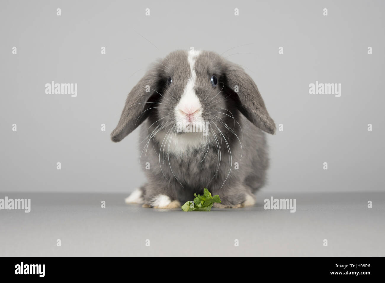 Mini-Loptier (12 Wochen alt) Kaninchen, UK. Stockfoto