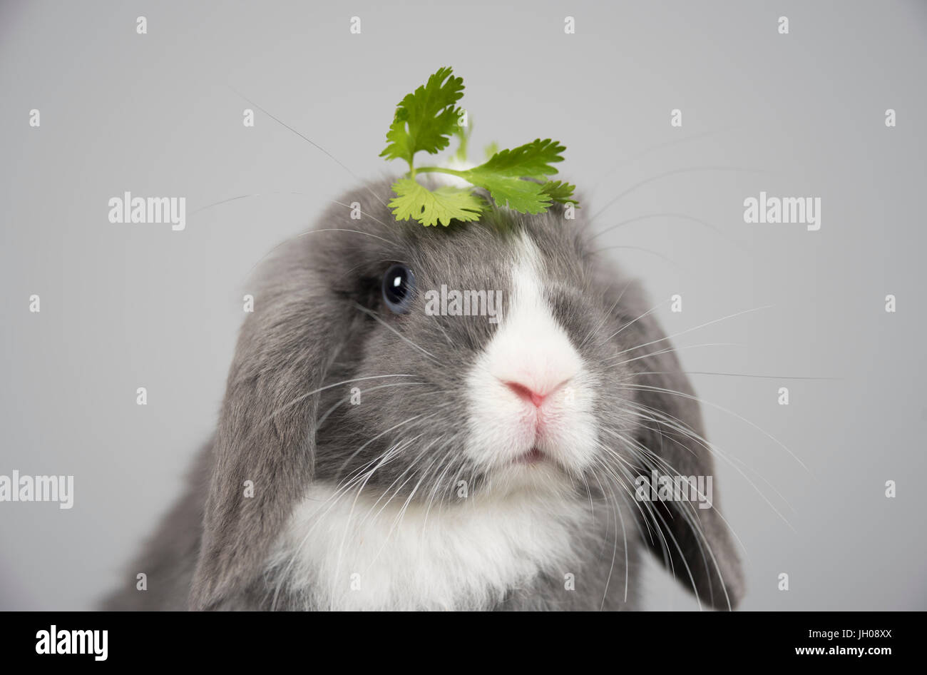 Mini-Loptier-Kaninchen mit einem Koriander-Fascinator auf dem Kopf! Das Kaninchen ist 12 Wochen alt, UK. Stockfoto