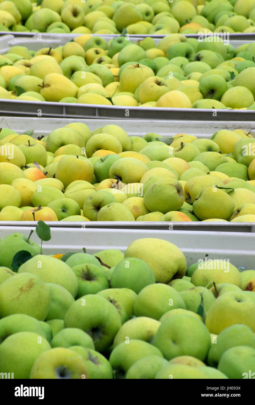 Produkte stehen goldene Äpfel, Chelan County, Washington Stockfoto