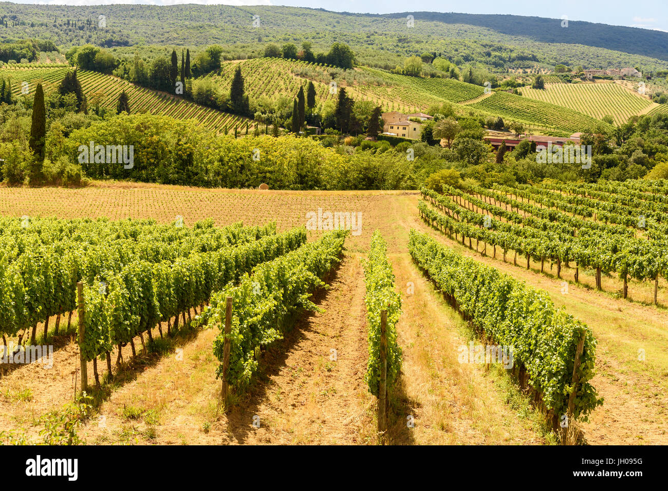 Landschaft im Sommer mit Weinberg, Toskana, Italien Stockfoto