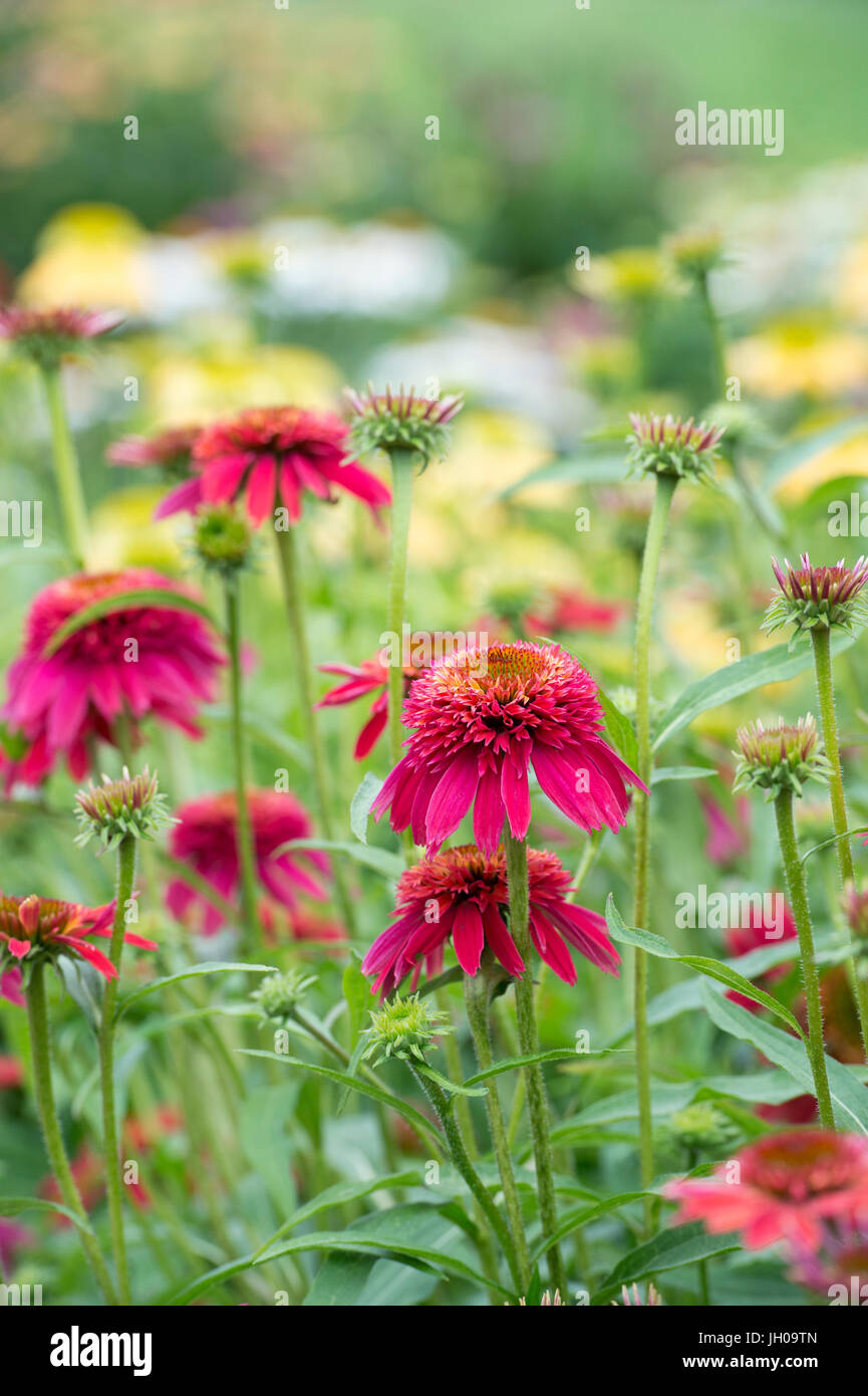 Echinacea X hybrida "Double Scoop Himbeere". Sonnenhut Stockfoto