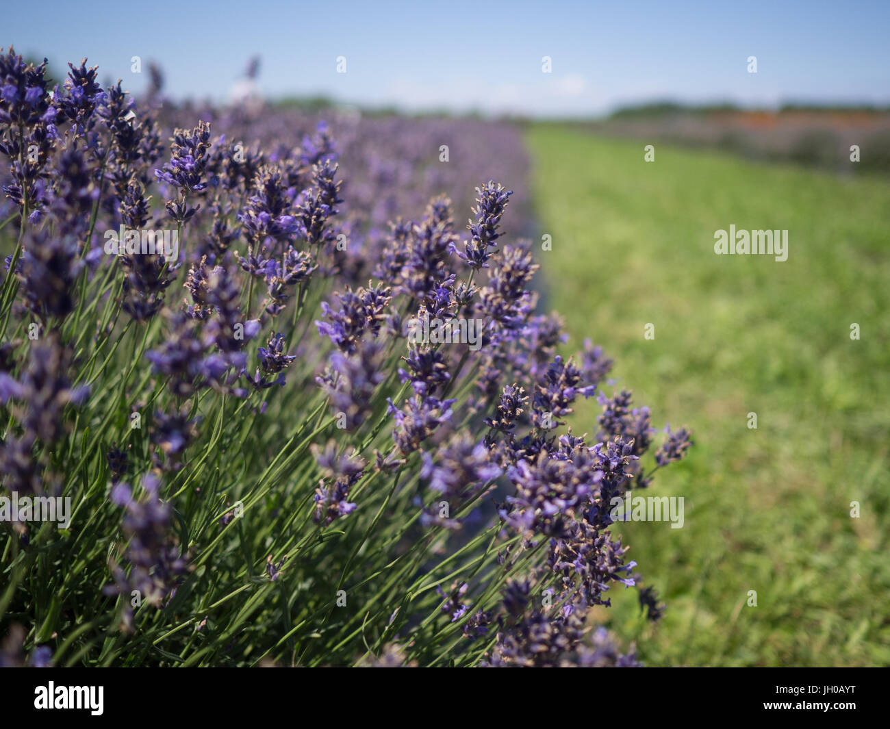 Lavendel Plantage am Niagara-on-the-Lake, Ontario Region Stockfoto