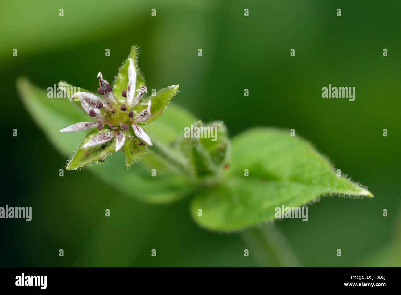Wasserdarm - Myosoton Aquaticum kleine weiße Feuchtgebiet Blume Stockfoto