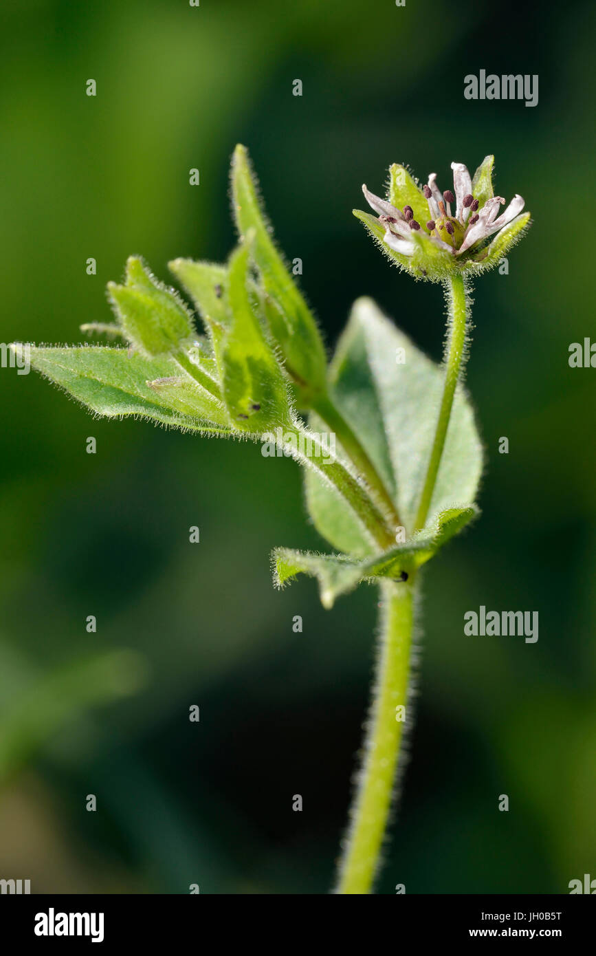 Wasserdarm - Myosoton Aquaticum kleine weiße Feuchtgebiet Blume Stockfoto