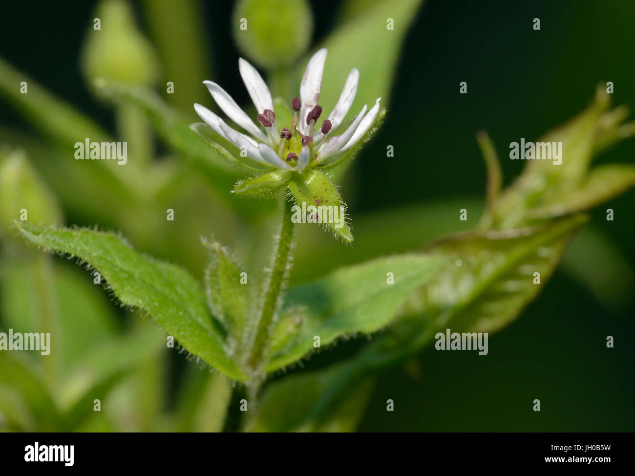 Wasserdarm - Myosoton Aquaticum kleine weiße Feuchtgebiet Blume Stockfoto