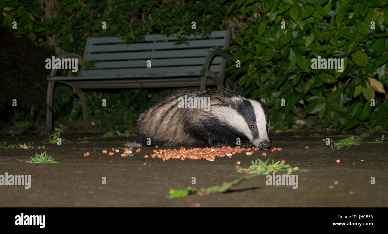 Dachs, der sich auf Nüsse in einem substädtischen Garten ernährt. Stockfoto Dachs, der sich auf Nüsse in einem substädtischen Garten ernährt. Stockfoto