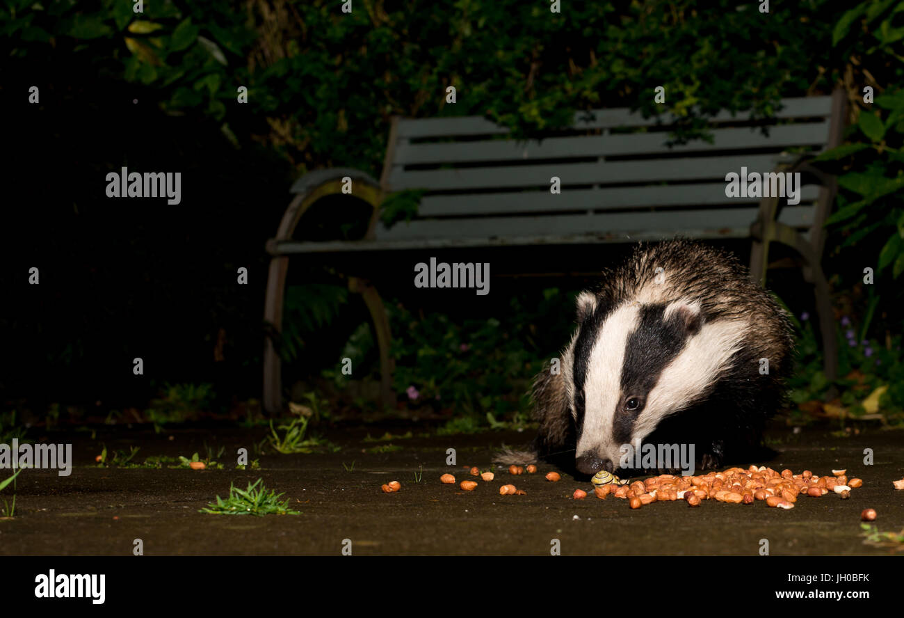 Dachs, der sich auf Nüsse in einem substädtischen Garten ernährt. Stockfoto Dachs, der sich auf Nüsse in einem substädtischen Garten ernährt. Stockfoto