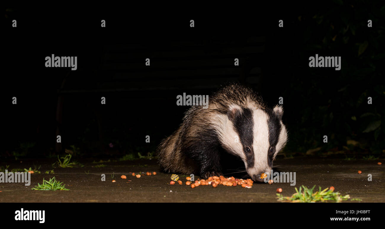 Dachs, der sich auf Nüsse in einem substädtischen Garten ernährt. Stockfoto Dachs, der sich auf Nüsse in einem substädtischen Garten ernährt. Stockfoto