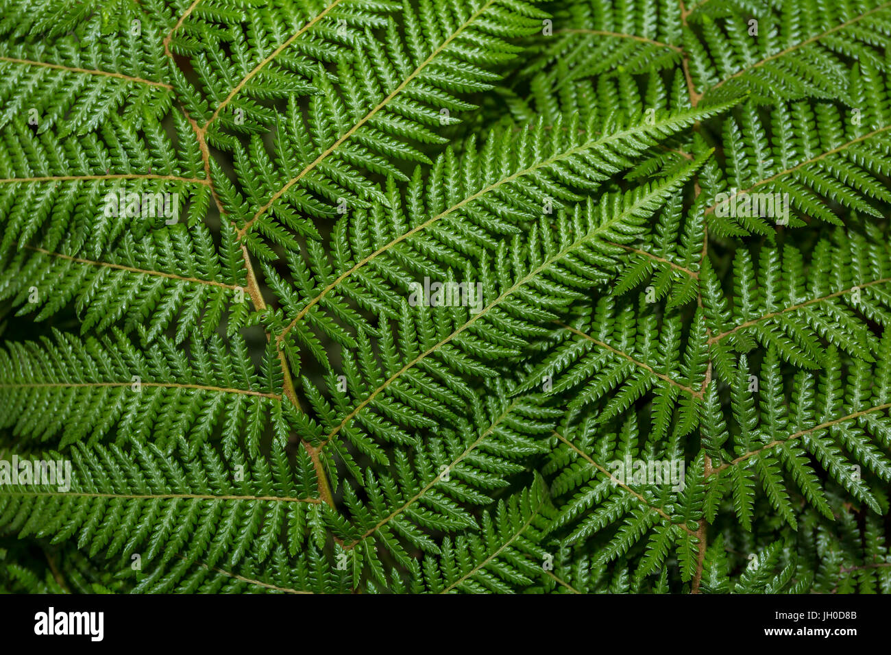 Farn Blätter, Rombauer Weinberge, Silverado Trail, St. Helena, Napa Valley, Napa County, Kalifornien, USA, Nordamerika Stockfoto