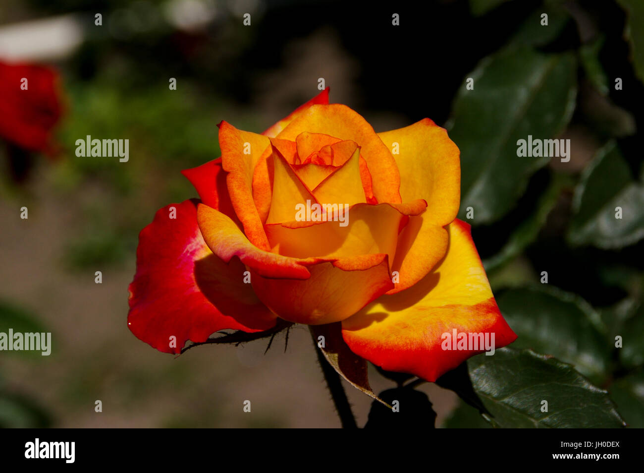 Bild von roten und gelben rose Blume Stockfoto