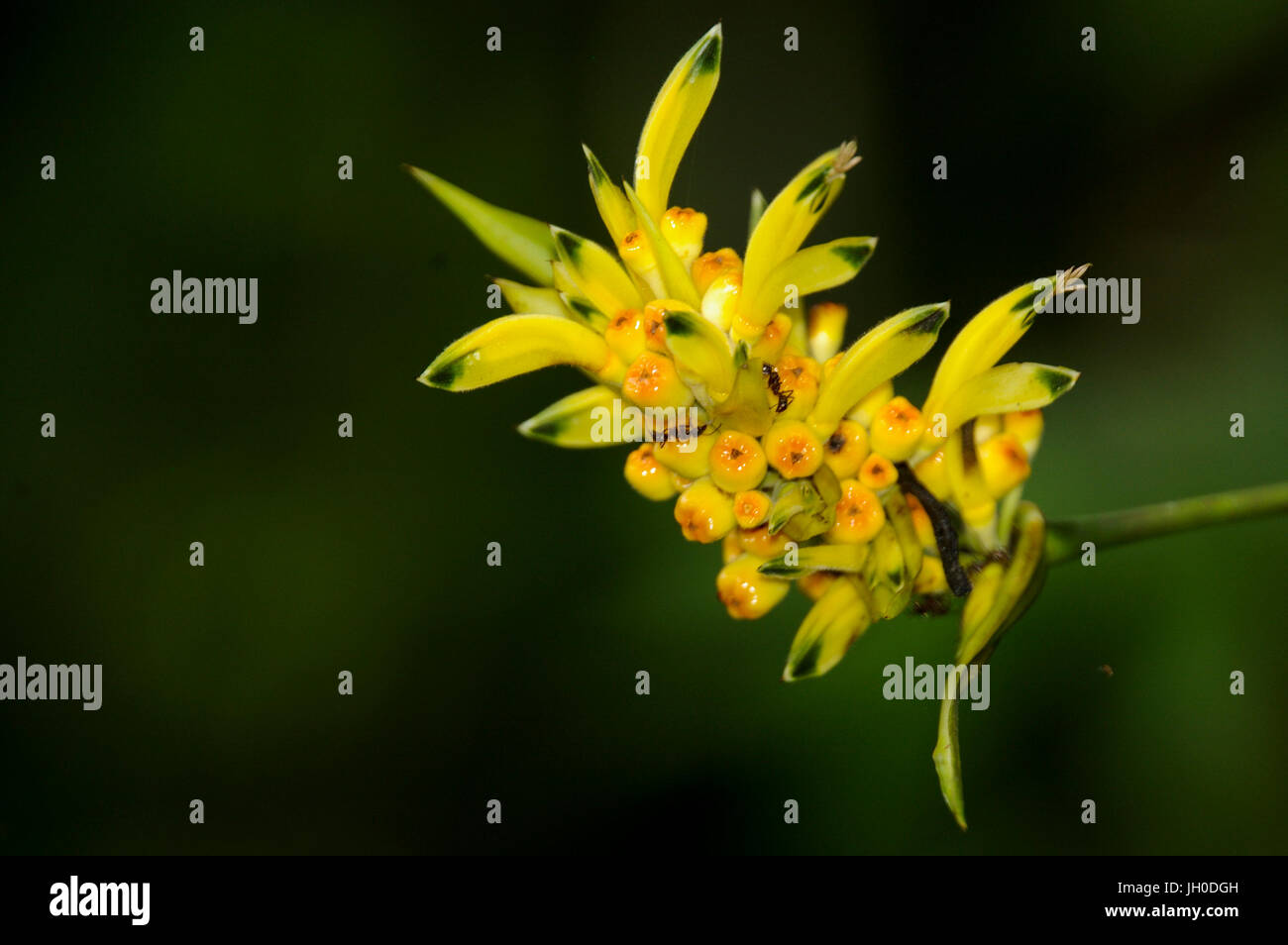 Gelbe Heliconia Blume im Regenwald Stockfoto