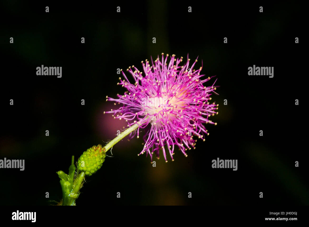 Mimosa Pudica Blume Bild im Soberania Nationalpark in Panama Stockfoto