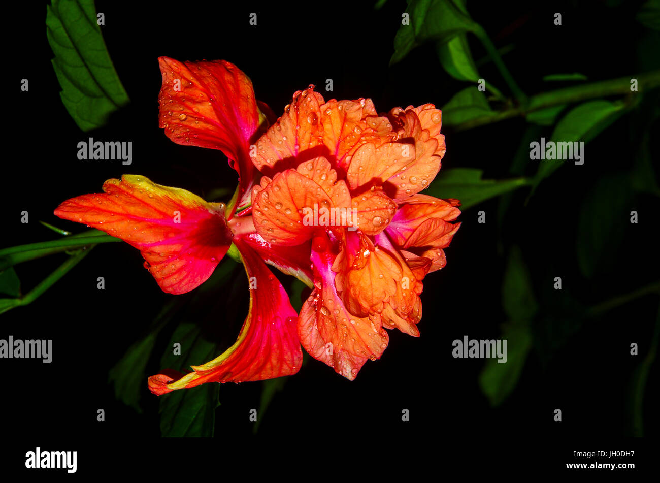 Orange Hibiskusblüte Stockfoto