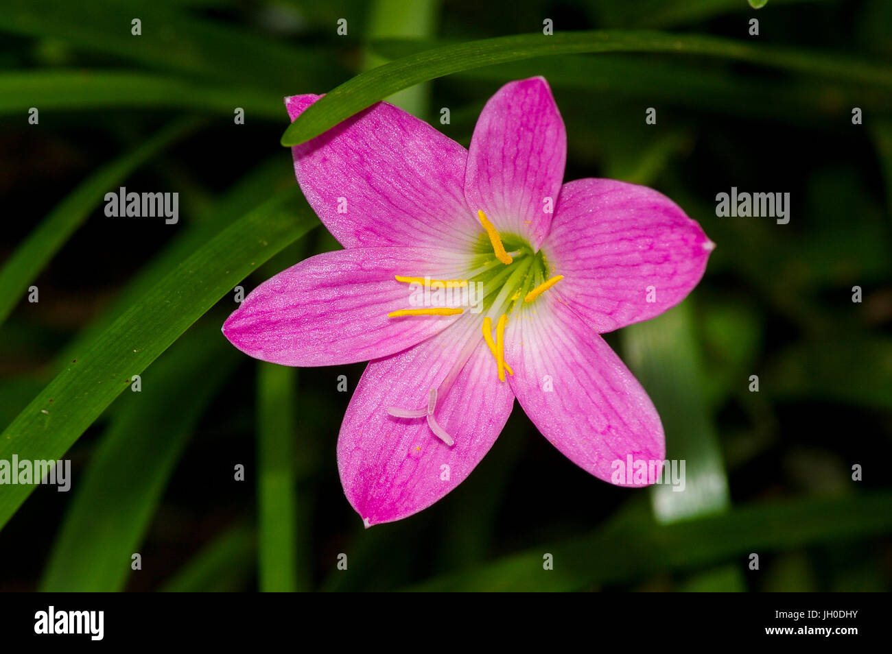 Kleine rosa Blume Stockfoto