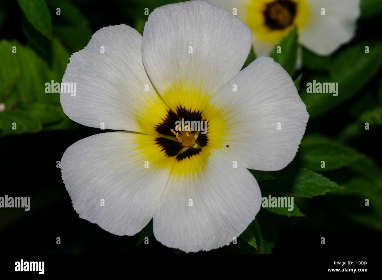 Weiße Blüte mit gelber Mitte Stockfoto