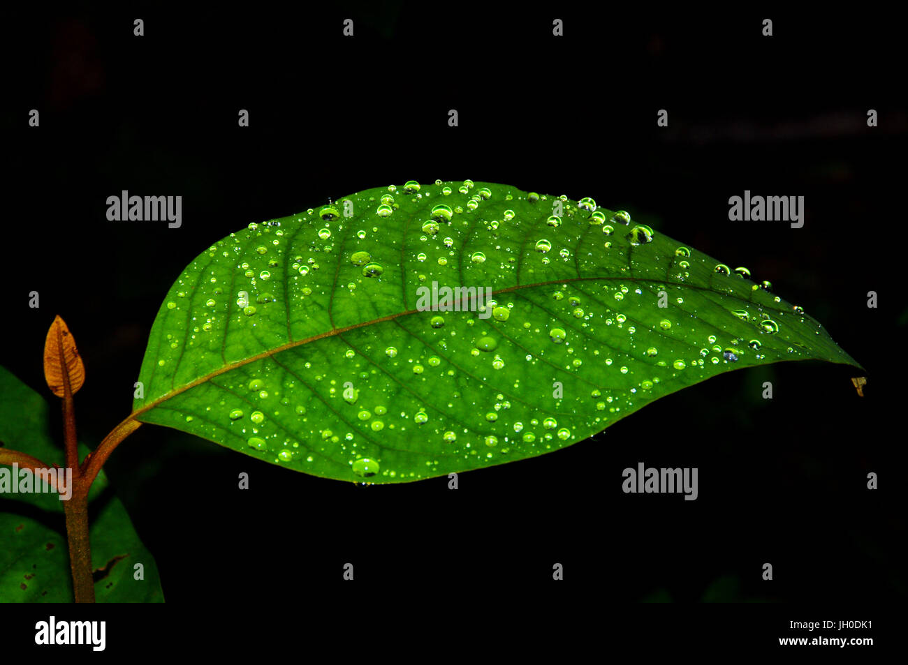 Grünes Blatt mit Regentropfen auf dunklem Hintergrund Stockfoto