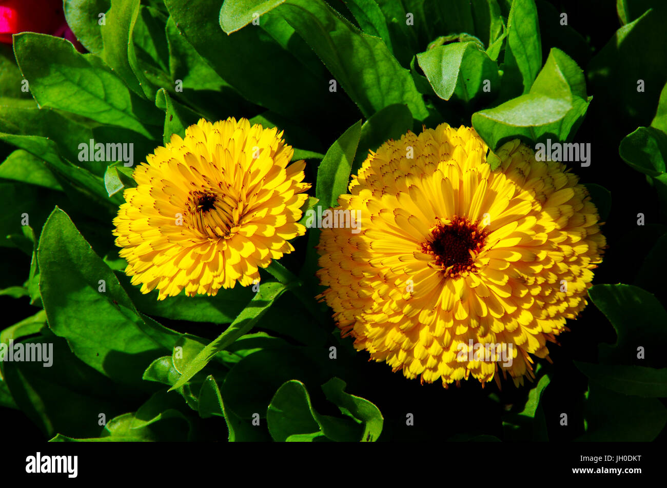 2 gelbe Dahlien Stockfoto