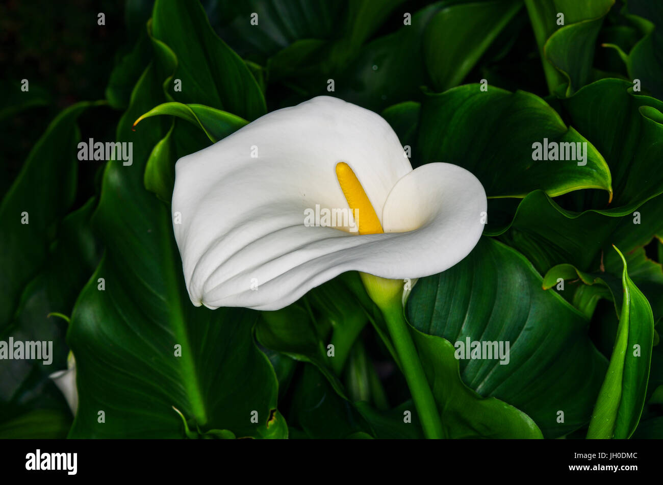 weißen Anthurium Blumen mit grünem Hintergrund Stockfoto