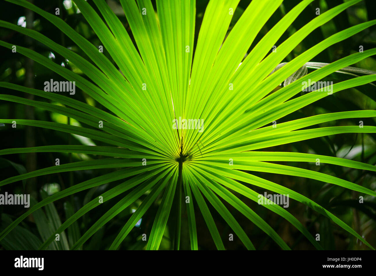 Grünen Palmwedel im tropischen Regenwald wieder beleuchtet Stockfoto