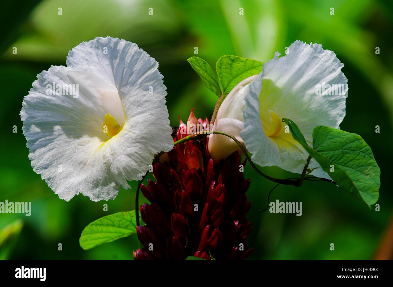 Cheilocostus Speciosus oder Crêpe Ingwer ist eine Art von blühenden Pflanzen der Gattung Cheilocostus. Stockfoto