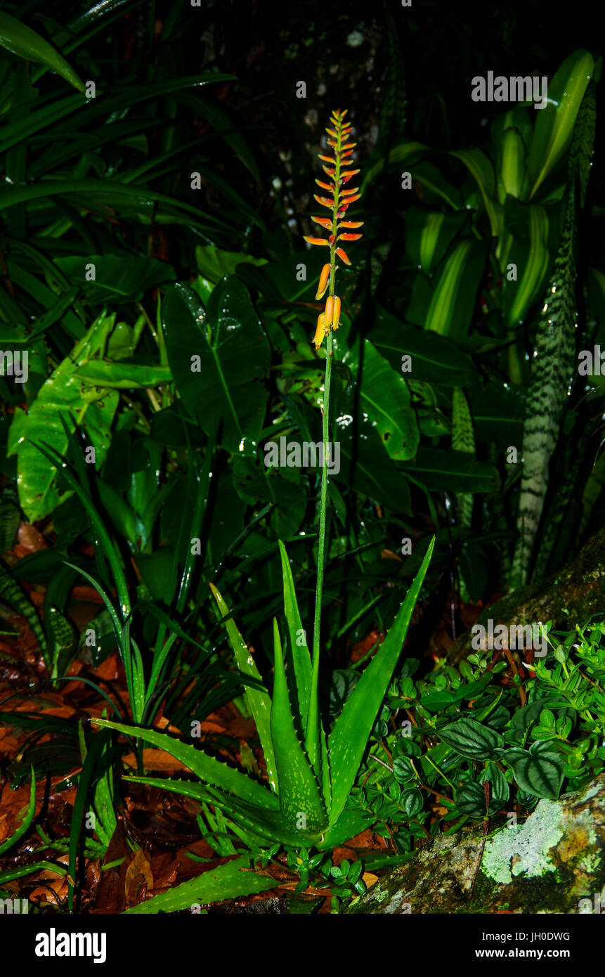 Aloe Vera Pflanze Blume mit dunklem Hintergrund Stockfoto