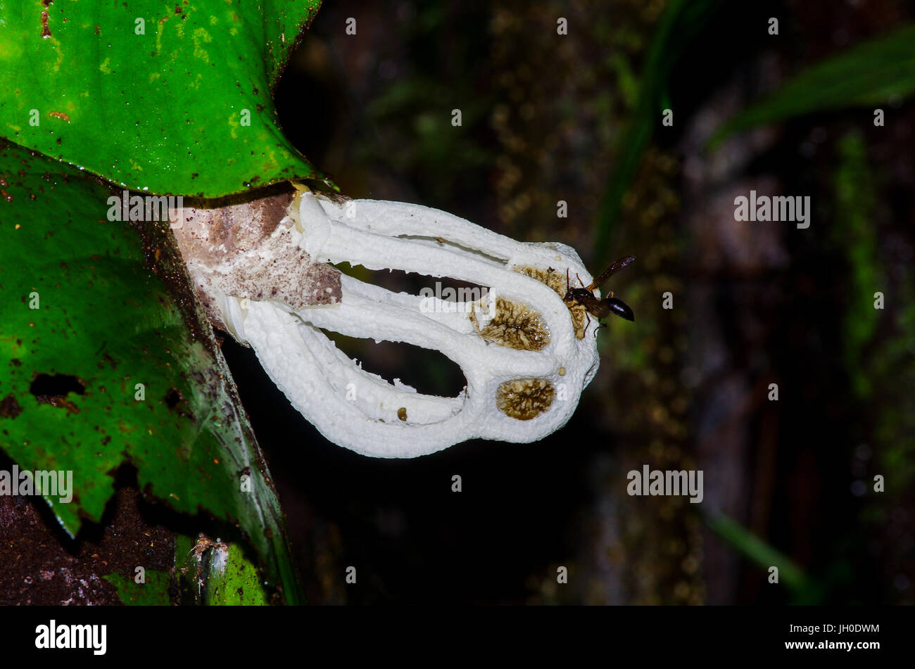 Ligiella Rodrigueziana, eine Gattung der Pilze in der Familie Phallaceae mit Wespe, die hilft, die Samen zu verbreiten Stockfoto