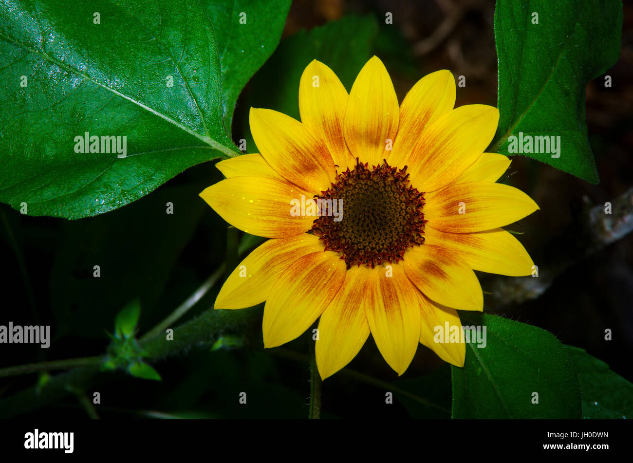 Leuchtend gelbe Sonnenblumen mit dunkelgrünen Hintergrund Stockfoto