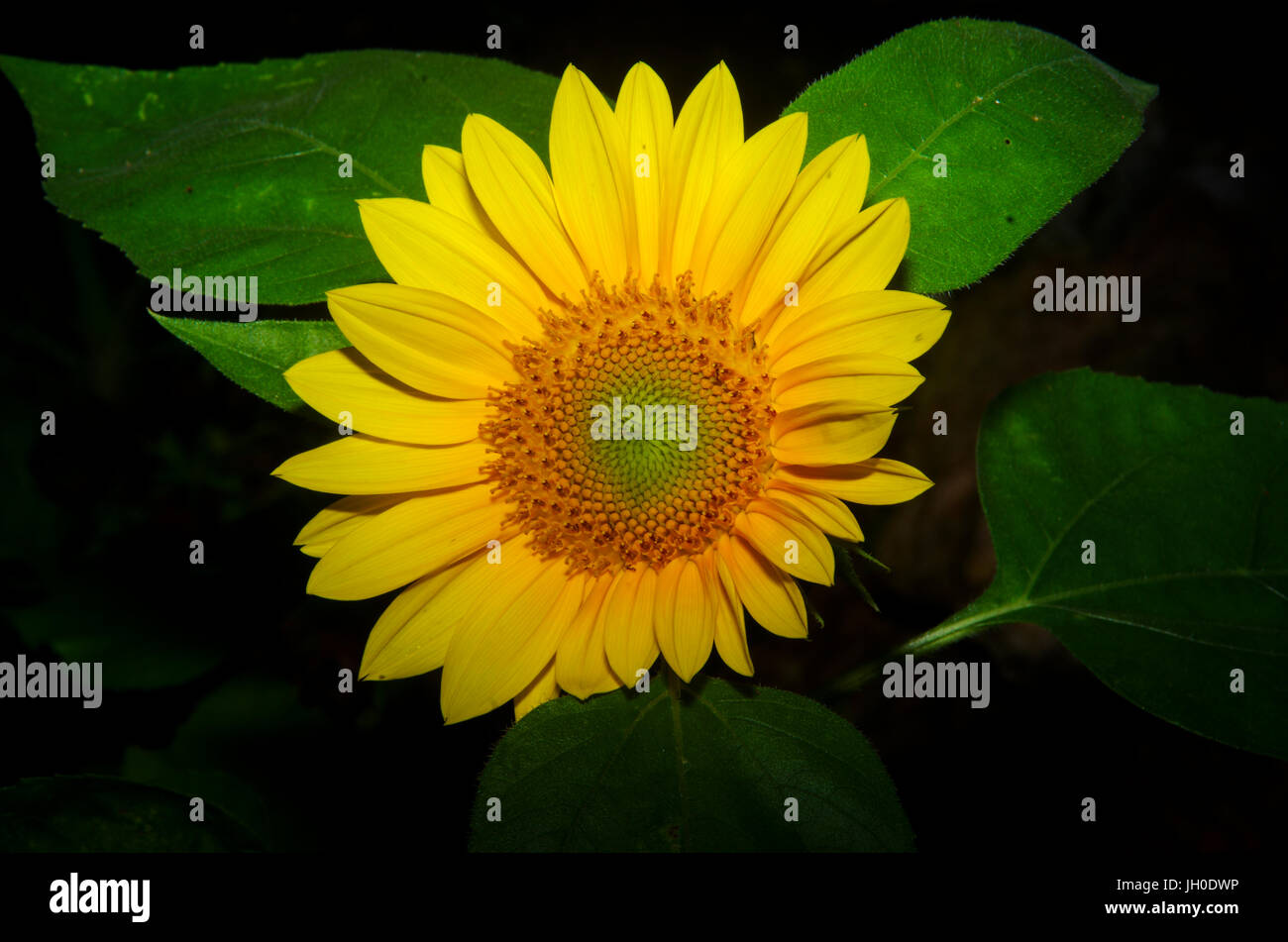 Leuchtend gelbe Sonnenblumen mit dunkelgrünen Hintergrund Stockfoto