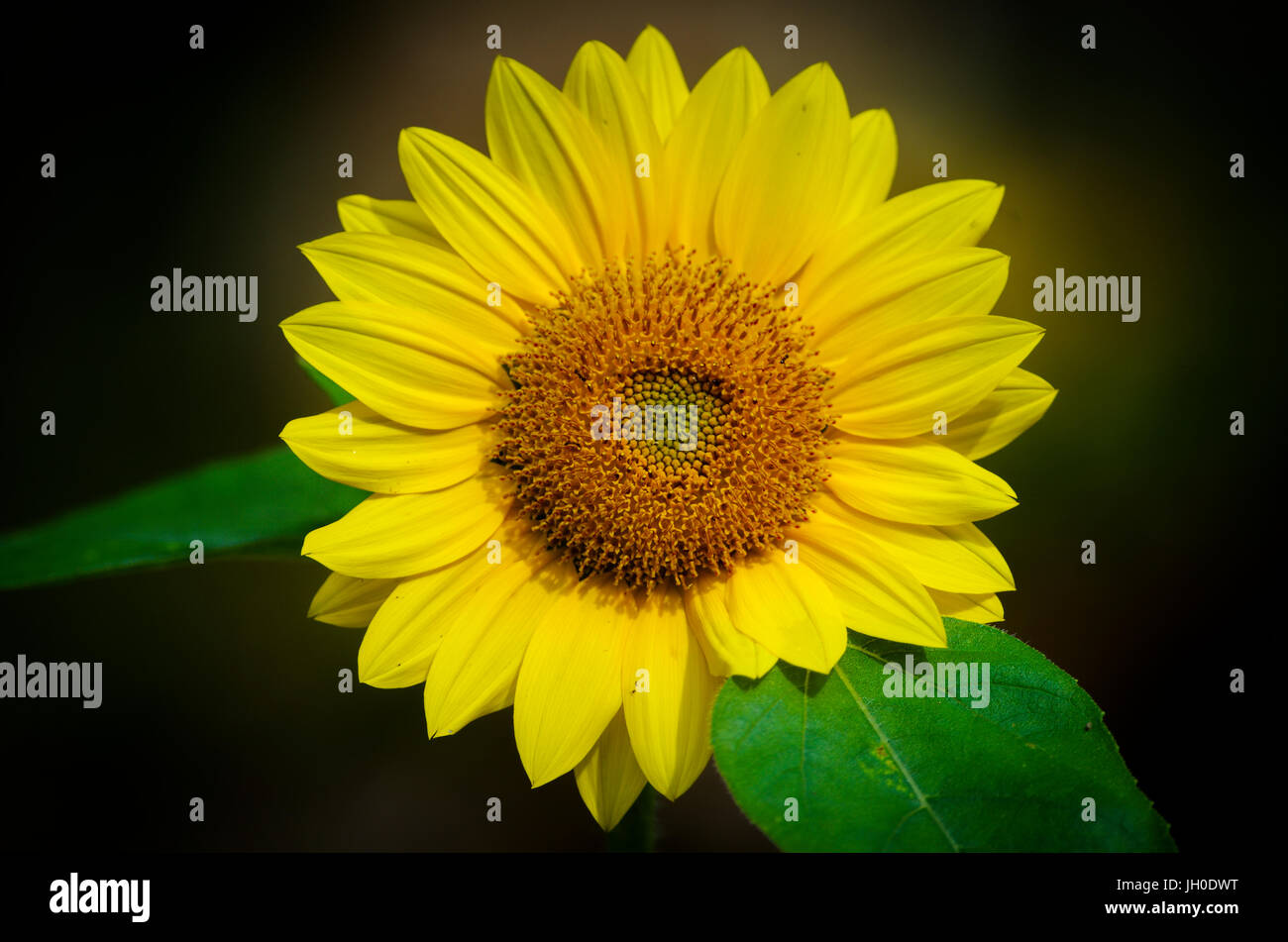 Leuchtend gelbe Sonnenblumen mit dunkelgrünen Hintergrund Stockfoto