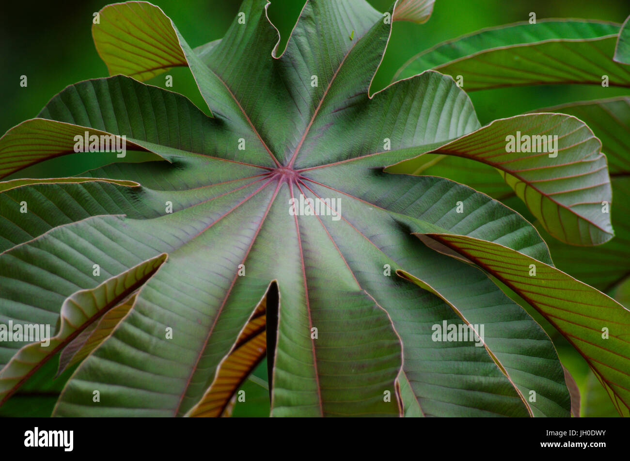 Blätter von der Cecropia Peltata ist ein schnellwüchsiger Baum der Gattung Cecropia. Trivialnamen sind Trompetenbaum und Snakewood. Stockfoto