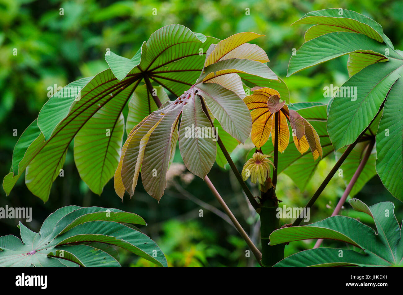 Blätter von der Cecropia Peltata ist ein schnellwüchsiger Baum der Gattung Cecropia. Trivialnamen sind Trompetenbaum und Snakewood. Stockfoto