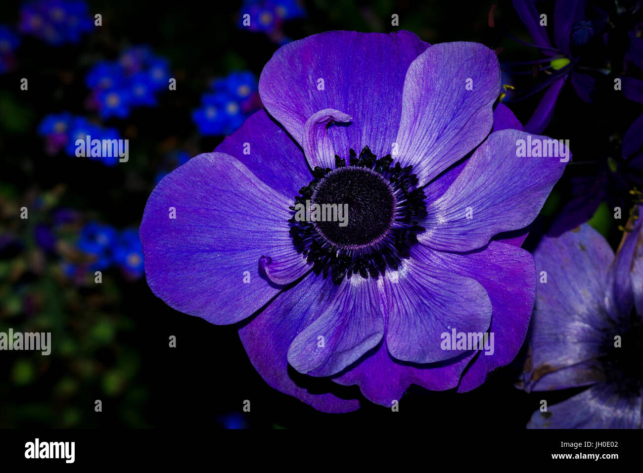 Dunkel blaue Blume mit dunklem Hintergrund Stockfoto