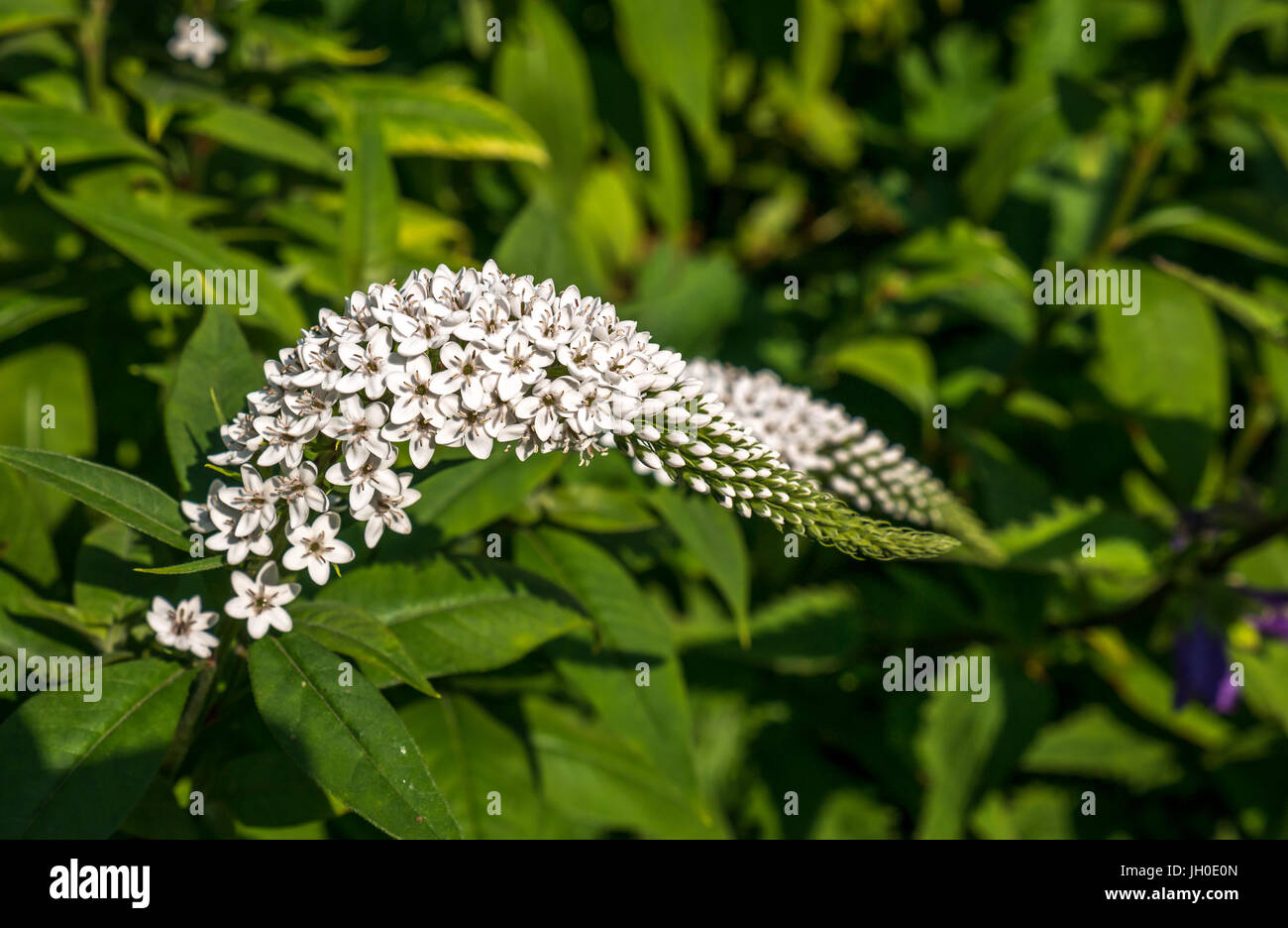 Nahaufnahme der gebogenen Blume, Lysimachia oder Loosestrife, mit winzigen weißen Blüten, Großbritannien Stockfoto