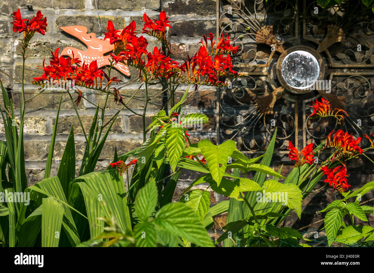 London Garten mit Flamme rot Crocosmia Lucifer, Monbretia, mit Schwert wie Laub gegen Mauer mit runder Spiegel und hölzernen Vogel, England, Großbritannien Stockfoto